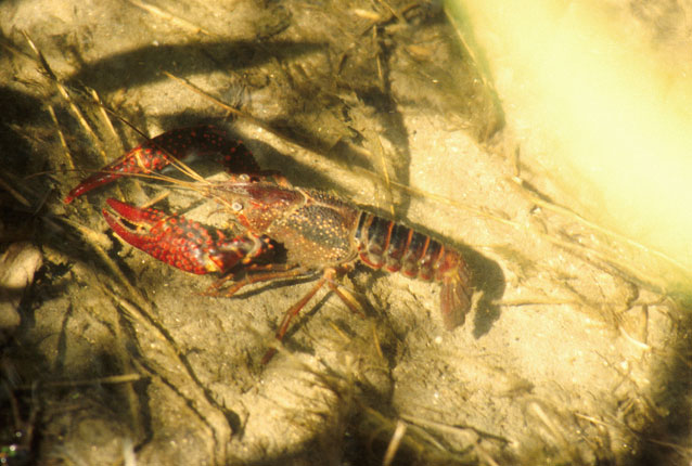 寒潮降溫，小龍蝦如何安全越冬？浮標水質監測告訴您答案